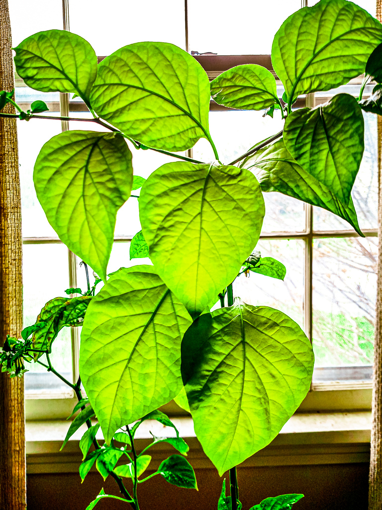 NoStoryNorm's tweet photo. @avbot2 #fotodia400 #1fotocadadia Foto del día.   Una Planta / A plant.  @BjGarcia28. House plant near the window. https://t.co/TKUSYrxJo8