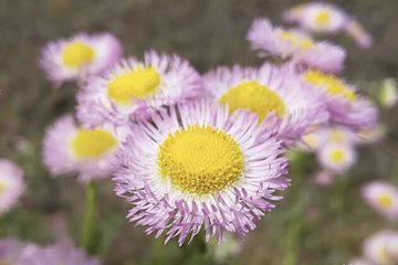 12月12日誕生花を工作 ハルジオン デンファレ 花言葉 紙で作る可愛い花 ハルジオン 野草 の作り方 Diy How To Make Paper Dasiy Fleabane 介護士しげゆきブログ