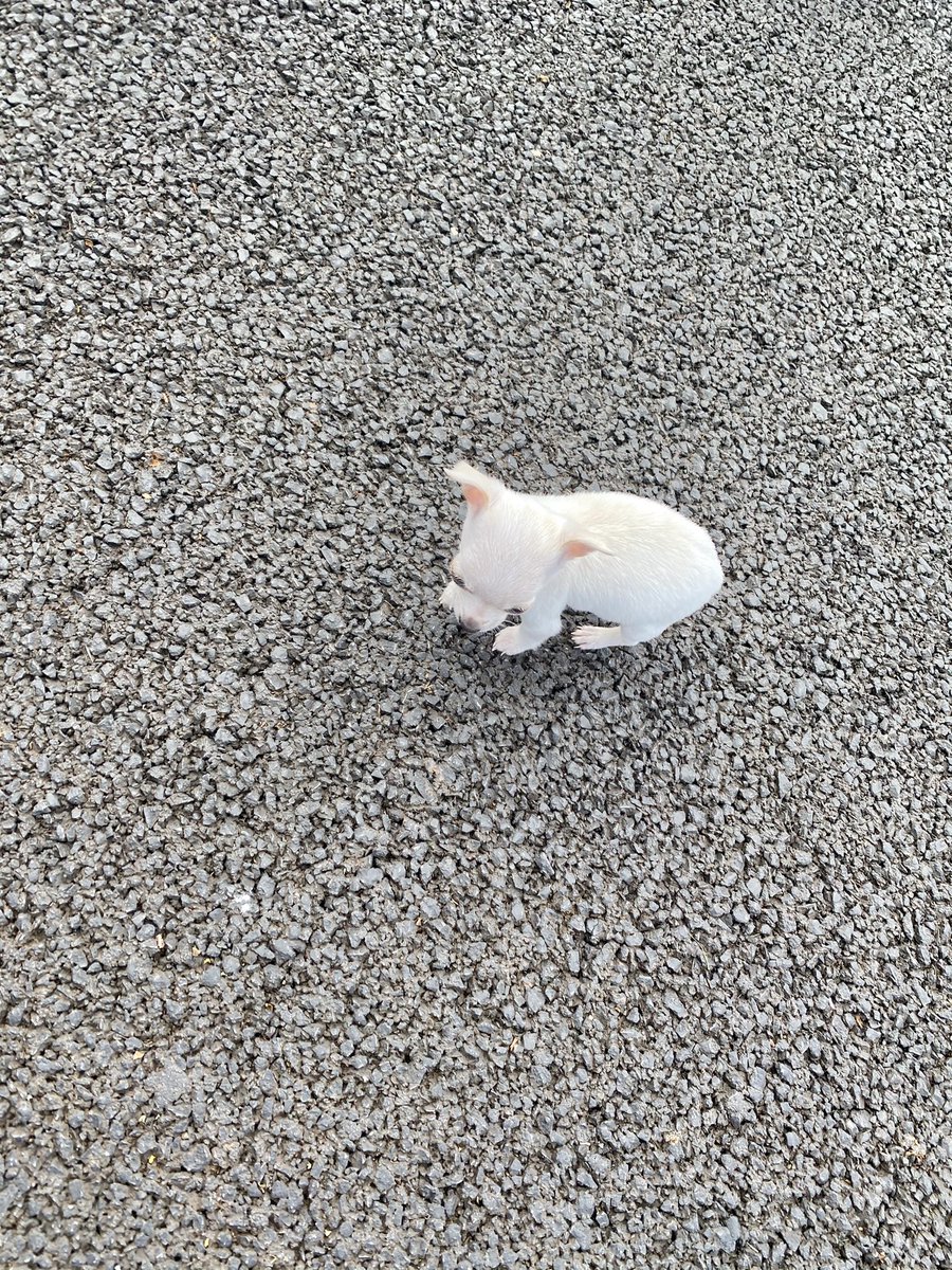 Raemmu's tweet photo. Saw this gorgeous baby chihuahua (3 months old) on my walk today 🥰🥰
#100Daysplus #dogsoftwitter #teacuppup https://t.co/soJD8nPBsb