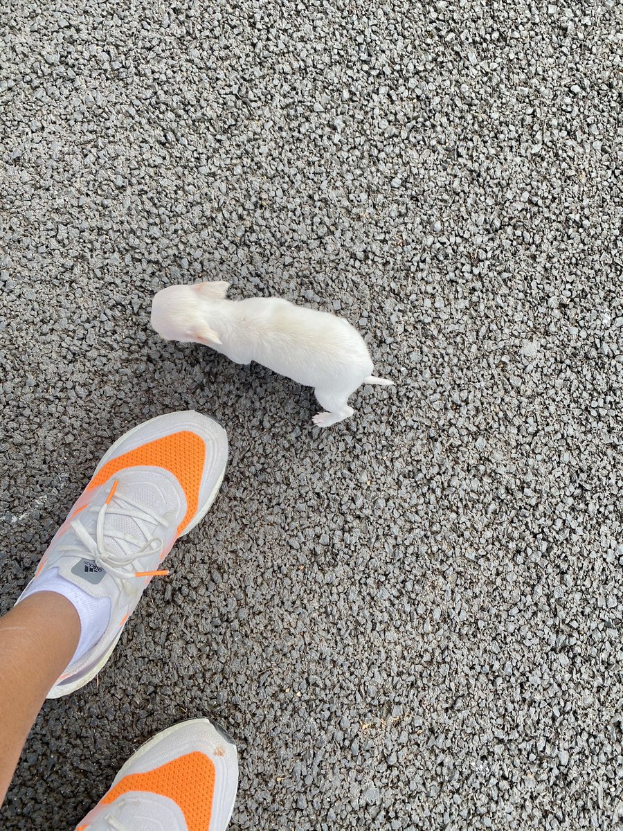 Raemmu's tweet photo. Saw this gorgeous baby chihuahua (3 months old) on my walk today 🥰🥰
#100Daysplus #dogsoftwitter #teacuppup https://t.co/soJD8nPBsb