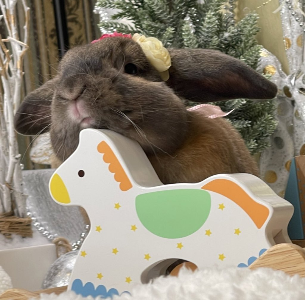 ゆぴぴ うさぎ チンチラ Mzmppo 1128 Twitter ゆぴぴ うさぎ チンチラ Mzmppo 1128 Twitter