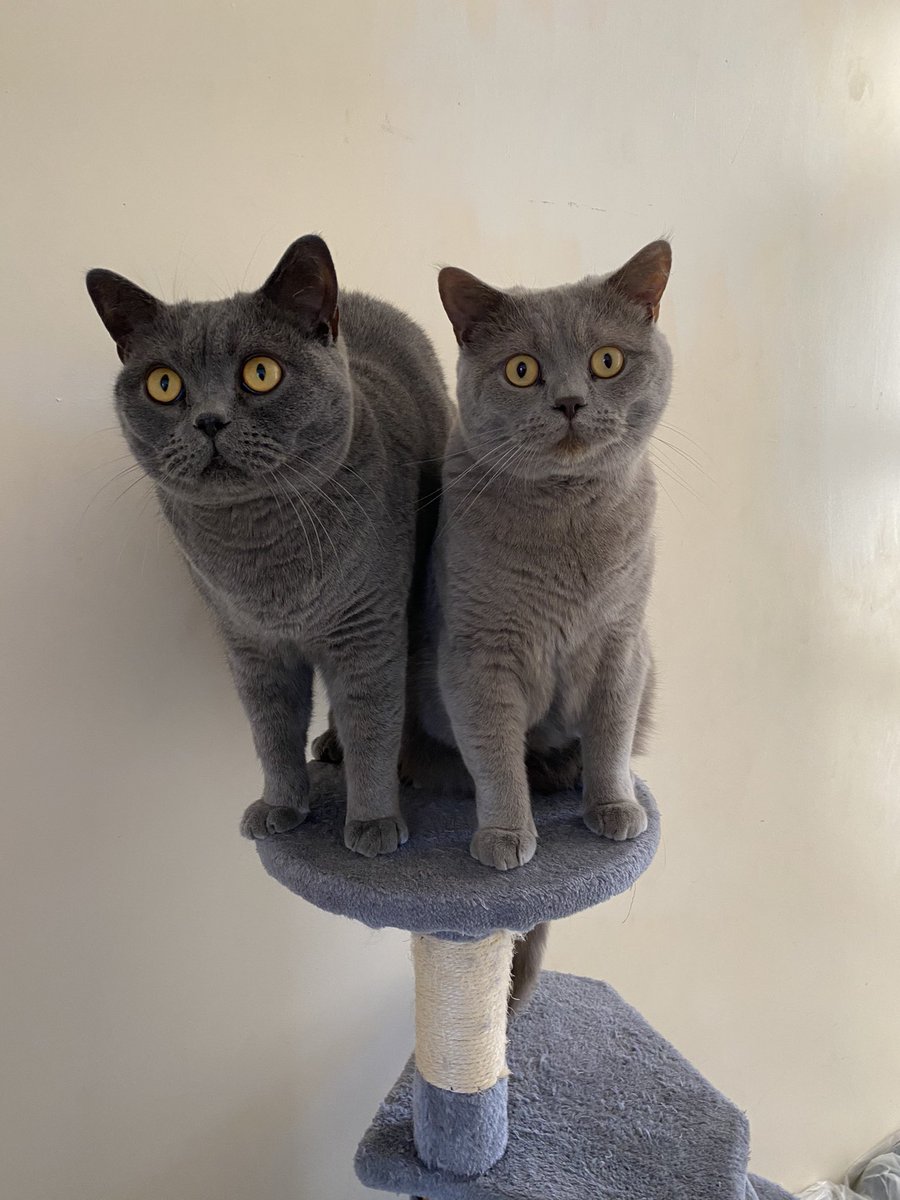 Up to trouble! #britishshorthair #CatsOfTwitter #catsofinstagram