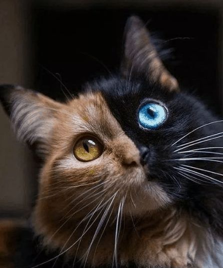 ShadowMeowMerch's tweet image. OMG so gorgeous! 💜🙀😻🖤 | #SplitCat #BeautifulCat #CatsOfTwitter #CatLove #KittyLove