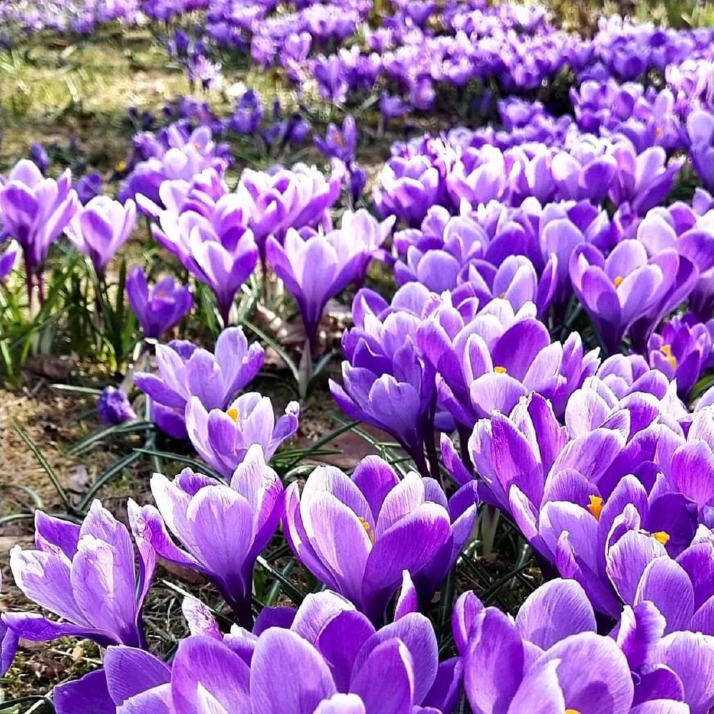 vseomoskve's tweet photo. Весенний Парк Горького 🌸
📷 @elmiranabiulina
#всеомоскве #москва #помоскве #фото #vseomoskve #moscow #moscowlife #picture_to_keep #ilovemoscow #wonderful_places #vmoskve https://t.co/JpXACur6KN