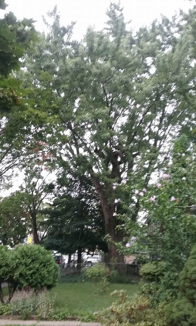 Old Oak Tree Service (@OldOakTreeSrv) / Posts / X