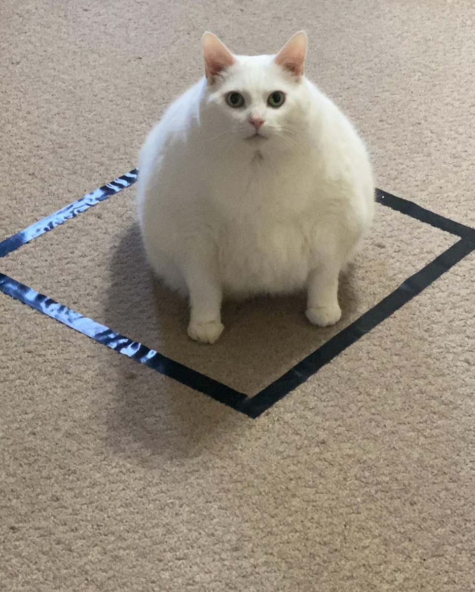 Meowed's tweet photo. From kingduncan__

OH LAWD HE SITTIN

*Note: Duncan is a rescued cat and he is currently on diet*

#meowed #meowedofficial #TheMeowedClub https://t.co/lWqzhodCOZ