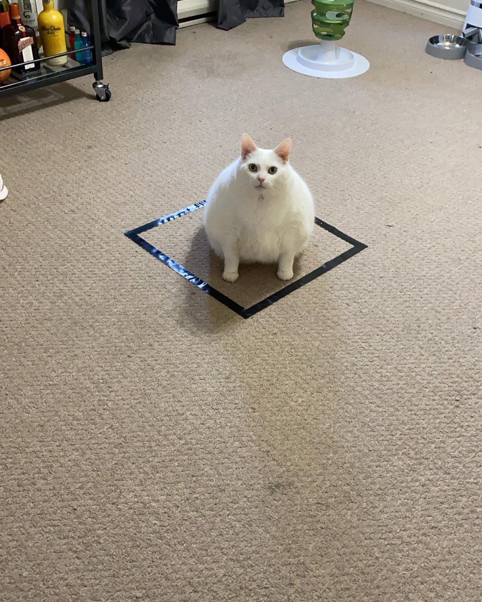 Meowed's tweet photo. From kingduncan__

OH LAWD HE SITTIN

*Note: Duncan is a rescued cat and he is currently on diet*

#meowed #meowedofficial #TheMeowedClub https://t.co/lWqzhodCOZ
