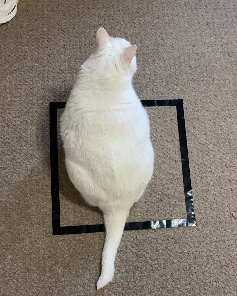 Meowed's tweet photo. From kingduncan__

OH LAWD HE SITTIN

*Note: Duncan is a rescued cat and he is currently on diet*

#meowed #meowedofficial #TheMeowedClub https://t.co/lWqzhodCOZ