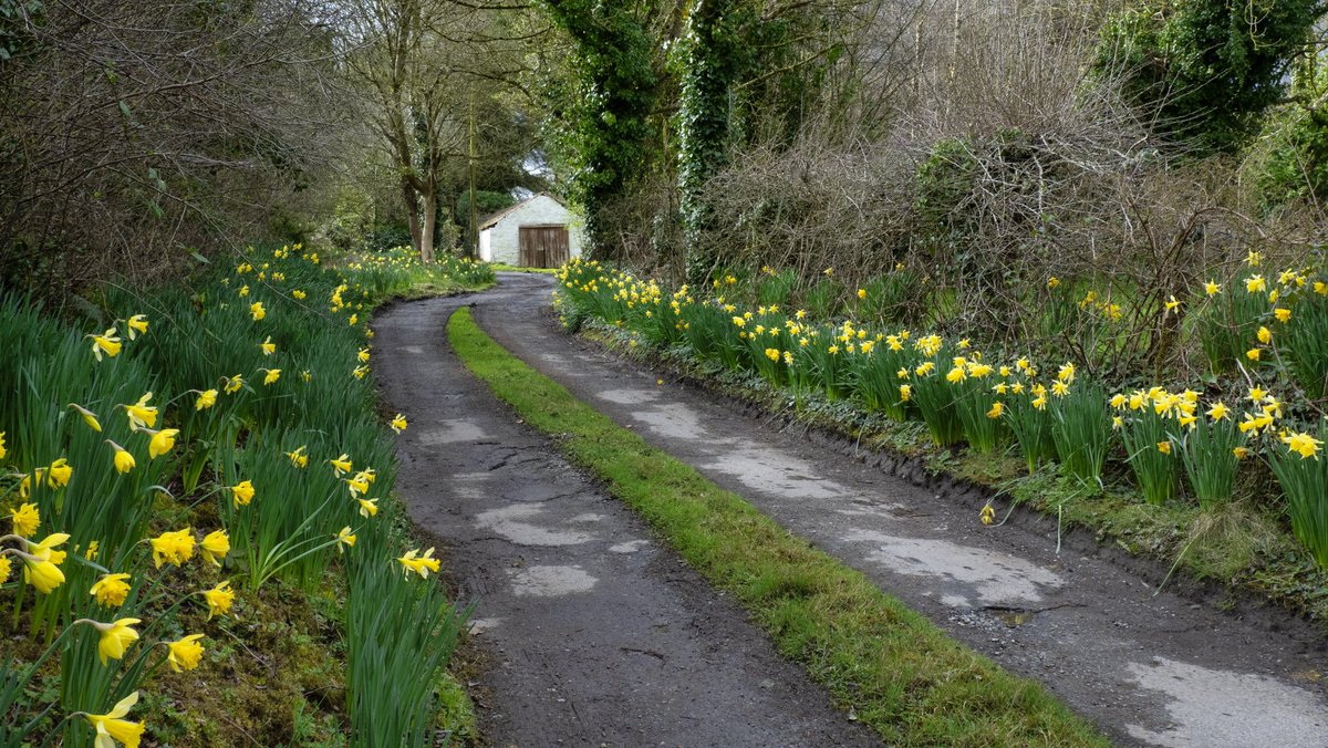 MyraRyall1's tweet photo. #MunsterValesMoments
A borreen at the foot of the Ballyhouraโs leading to white washed farm sheds! Just a perfect moment.
#Daffodils #Redcurrents #Meadows #spring https://t.co/d2ww6HQHk1