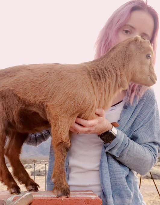 On this day, I discovered #GoatTwitter and I wish to share my sweet girl Flora 🐐🌸 #love #farmlife #sweet<a href="/tag/goattwitter"class="tags">#GoatTwitter</a><a href="/tag/love"class="tags"><span>#love</span></a><a href="/tag/sweet"class="tags"><span>#sweet</span></a><a href="/tag/farmlife"class="tags"><span>#farmlife</span></a>