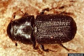 bberwyn's tweet photo. I know everyone is (justifiably) worries about fires, but I'm here to tell ya that bugs kill more trees than flames year for year, some years, WAY more, because they keep munching even when there's no fire. #forests https://t.co/TuO3UvDjBM