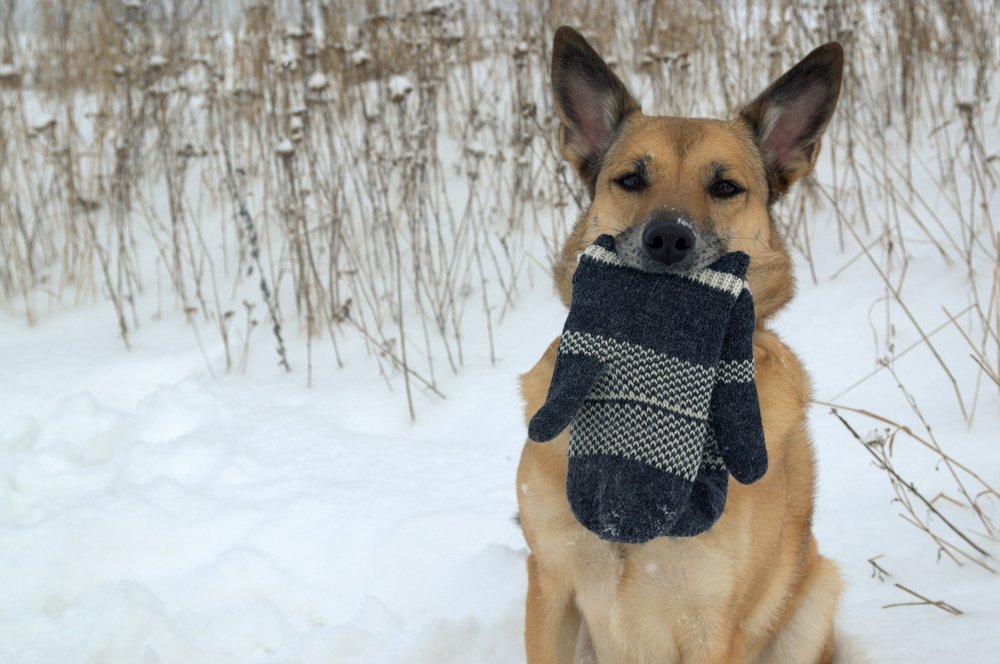 #AddALetterToASong 
Puppy Glove