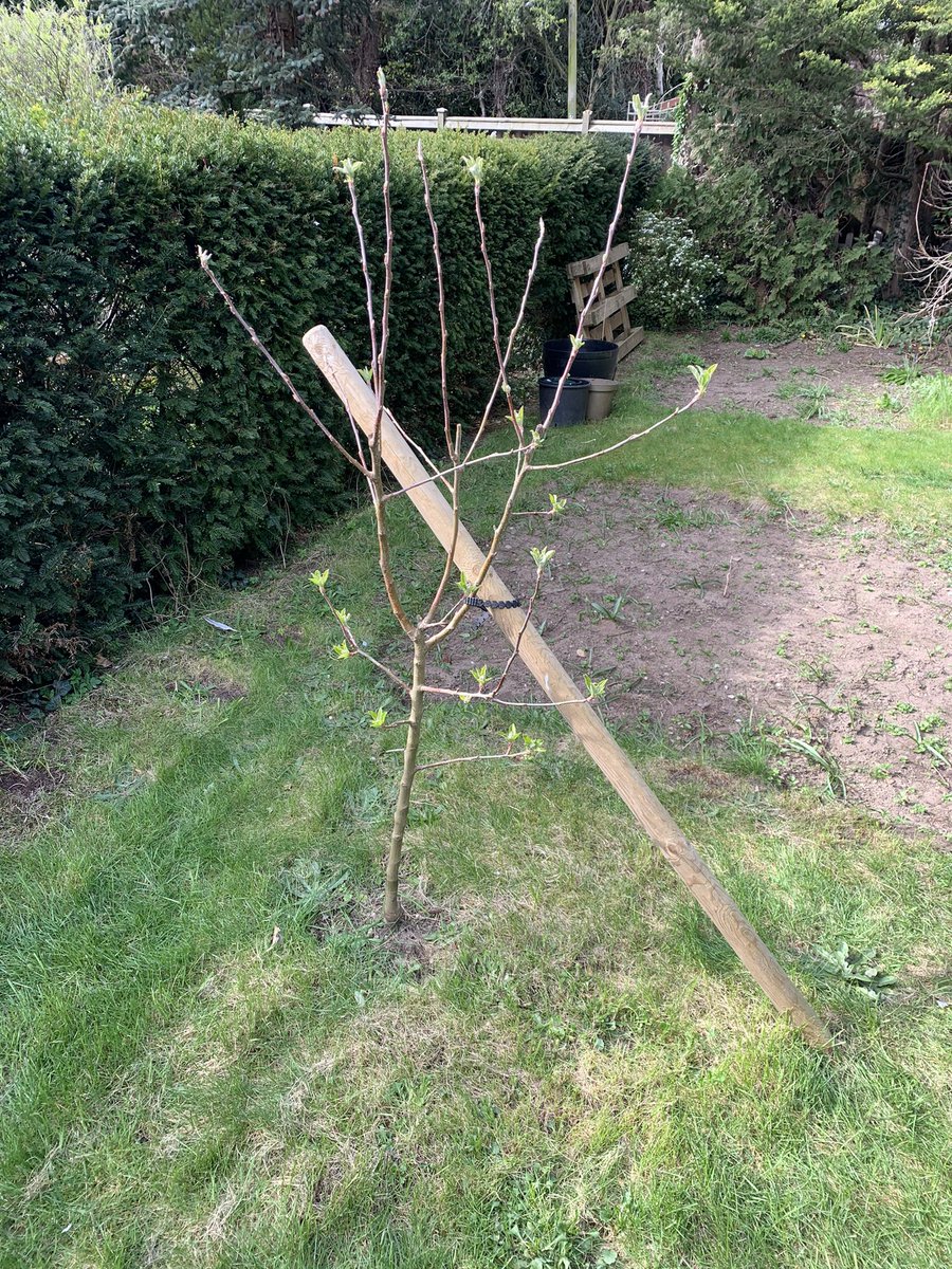 rebecca_elston's tweet image. This is my young apple tree. Like me, he has survived winter and is starting to show signs of life 🍎. I’m enjoying our parallel process. #allotment #parallelprocess #therapy #seasonschange