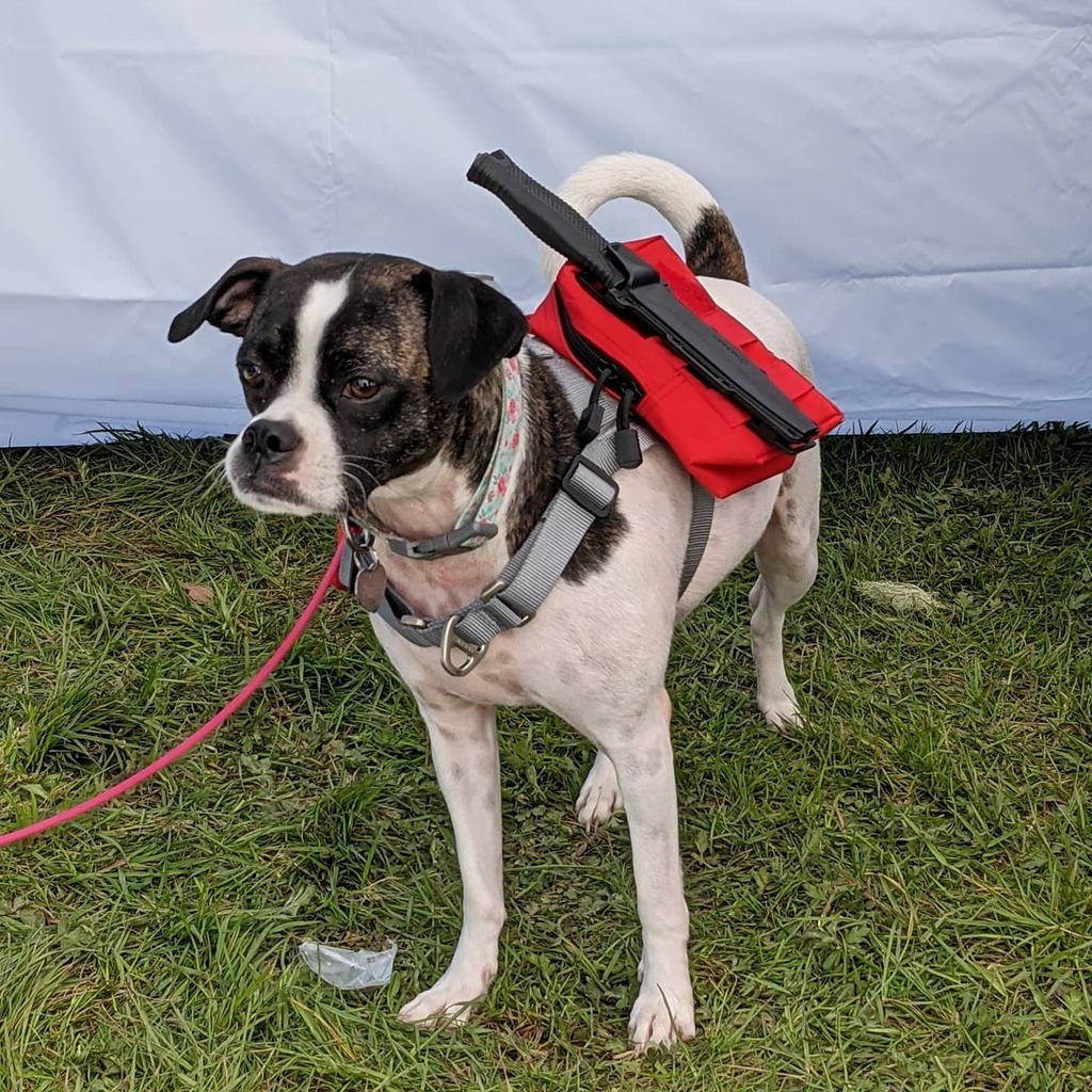 markbrannan's tweet photo. #BattleDog is #ready for #battle https://t.co/9gJQYwAA4l https://t.co/e42J5EyZOs