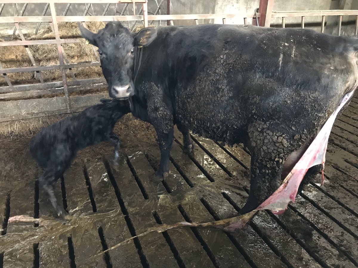 alanclarke0106's tweet photo. The one I was waiting on. The last of this season. Now to start applying tail paint to prepare for calving 2022!! https://t.co/C4c9olRR1S