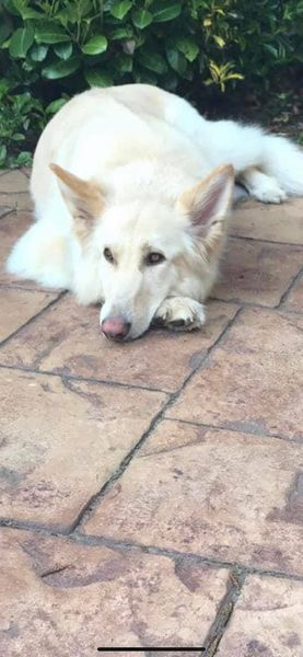 gelert01's tweet photo. SHHHH Chinese Whisper 👂pass it on Where is #findIsla missing 2 years 12/10/2018 #CroftLane #Penkridge #ST19 #Stafford
1 : Iost
2 : Sorrow
3 : Longing
4 : Angst
Whomever has #FindIsla has caused it all @StaffsCricket @staffsclassic @staffordshirec @staffordshired1 https://t.co/5thA4A0GD8