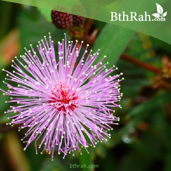 bthrahSA's tweet photo. النبتة الخجولة أو المستحية - Mimosa Pudica
نبات معمر يستجيب للمس وغيره من التحفيز عن طريق إغلاق أوراقه وتدليها بسرعة.تتدلى الأوراق أيضًا استجابة للظلام وتفتح مع ضوء النهار ، وهي ظاهرة تُعرف باسم حركة nyctinastic.
الزراعة عن طريق البذور 
#بذرة_خير #الزراعة_المنزلية https://t.co/G11Zx3n2mp
