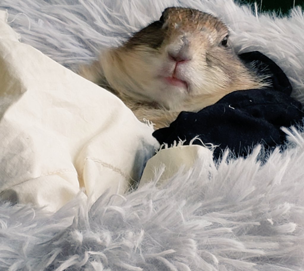 RatManParty's tweet photo. Yes? #prairiedog https://t.co/0lPbezVeim