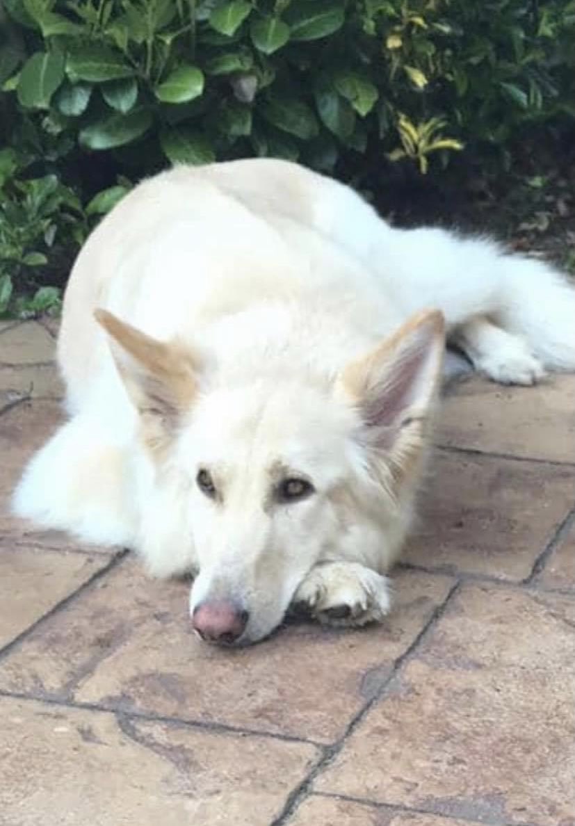 colliesontherun's tweet photo. #findIsla
I’m still missing
I’m a white #GermanShepherd
I look different colours under different light settings
Do you think you could of seen me
Anyone know where I’ve been since 12/4/18
I was lost from my home #Gailey #Stafford and I really want to go home now 😪 https://t.co/RGMKoltMR2