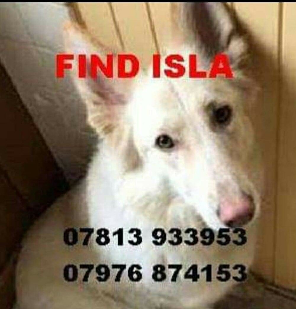 bs2510's tweet photo. #findIsla
ISLA White #GermanShepherd went missing when gate was left open on 12/10/18 from #CroftLane #Gailey area #ST19
https://t.co/FPB5MwgAOD
ISLA Group https://t.co/Bw5iCNxqyp https://t.co/jeYXIBYVVS
