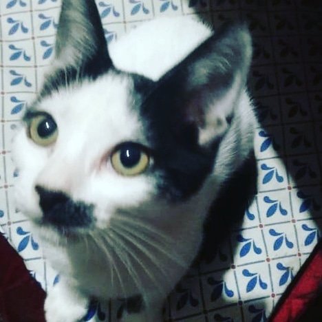 PATITASBUDGE's tweet photo. Nara en adopción!
No puede ser que nadie le de una oportunidad !
Su hermanita consiguió un buen hogar
Y ella nada 🥺
Para eso necesitamos ayuda con difusion
Ayúdanos a ayudar a Nara 🙌
Budge buenos aires 🇦🇷
Nuestro contacto 1123191554 https://t.co/Q607i8GGMj