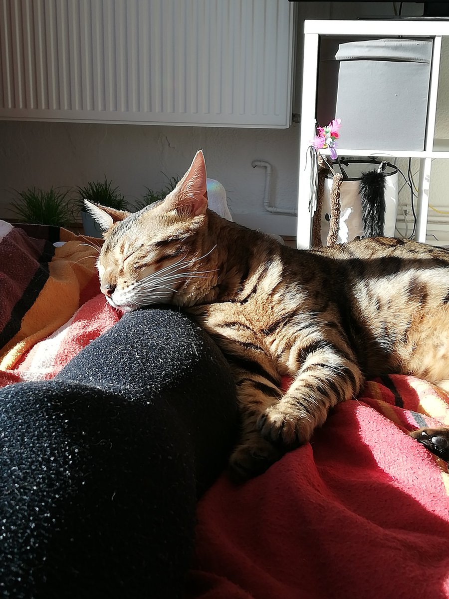 Puschi121's tweet photo. SÜßE KATZE KALI 😍😍😍 #CATSONTWITTER https://t.co/5XXtEnPckE
