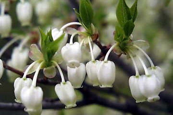 ガヤガヤ ４月１４日 今日の誕生花 満天星 どうだんつつじ 花言葉は 節制 アサガオ 白 喜びあふれ ウツギ 古風 風情 秘密 モモ 花 気だての良さ あなたに夢中 恋の奴隷 Azuminofm