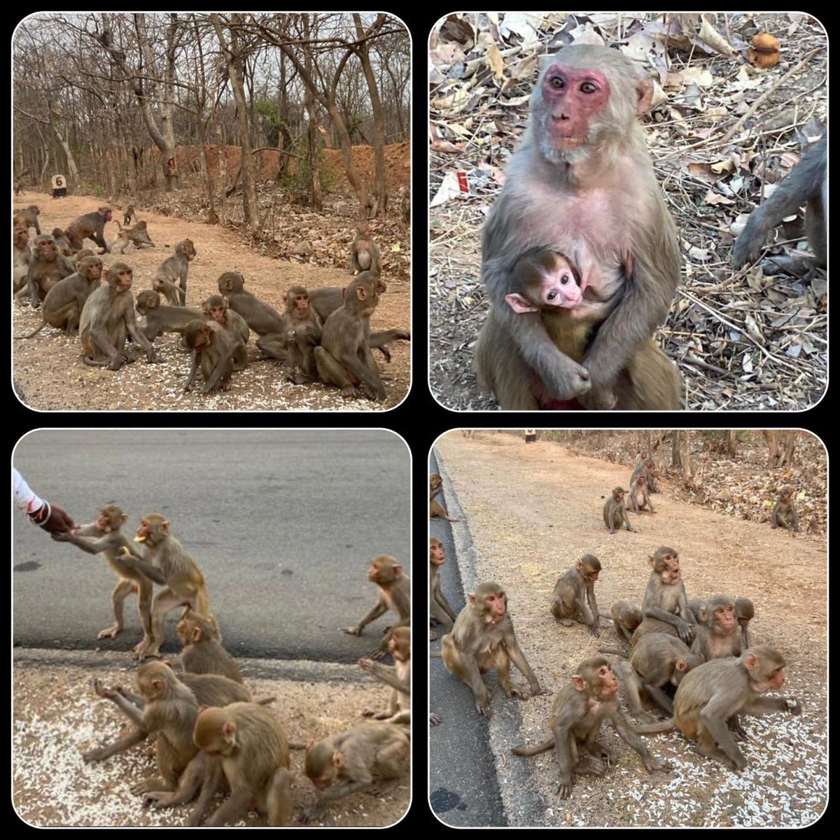 kartha_ngo's tweet photo. Namasthe All🙏🏻
Its time to look after animals arround us and feed them too.
Lets not ignore them in this tough situation. Lets do our bit.
We team Kartha arranged food and water at Gorantala. #feedthehungry #savetheanimals #teamkartha #gorantala #sircilla #2021 
#india https://t.co/M8DysYU7eb