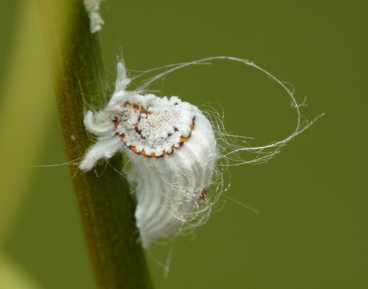 Andy Gardner (@drandygardner) on Twitter photo New paper: "Sex, males & hermaphrodites in the scale insect Icerya purchasi", w/ @AndrewMongue <a href="/SNMichaelides/">Sozos Michaelides</a> Oliver Coombe <a href="/AlejandroTena3/">Alejandro Tena</a> Dong-Soon Kim <a href="/BenjaminNormark/">Benjamin Normark</a> Mark Hoddle & <a href="/lross_evoento/">Laura Ross</a>
onlinelibrary.wiley.com/doi/10.1111/evā¦
pic:commons.wikimedia.org/wiki/Category:⦠<a href="/journal_evo/">Evolution Journal</a> #evolution New paper: "Sex, males & hermaphrodites in the scale insect Icerya purchasi", w/ @AndrewMongue <a href="/SNMichaelides/">Sozos Michaelides</a> Oliver Coombe <a href="/AlejandroTena3/">Alejandro Tena</a> Dong-Soon Kim <a href="/BenjaminNormark/">Benjamin Normark</a> Mark Hoddle & <a href="/lross_evoento/">Laura Ross</a>
onlinelibrary.wiley.com/doi/10.1111/evā¦
pic:commons.wikimedia.org/wiki/Category:⦠<a href="/journal_evo/">Evolution Journal</a> #evolution