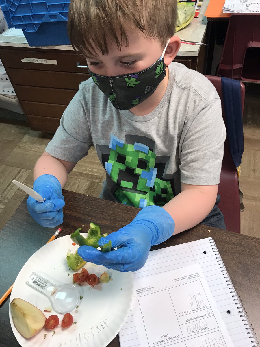 teacher_webster's tweet photo. Students comparing characteristics of different seeds. @JCPSKY @JCPSScience @JohnsontownRoad @JREJagPrincipal https://t.co/JDnop5cMBk