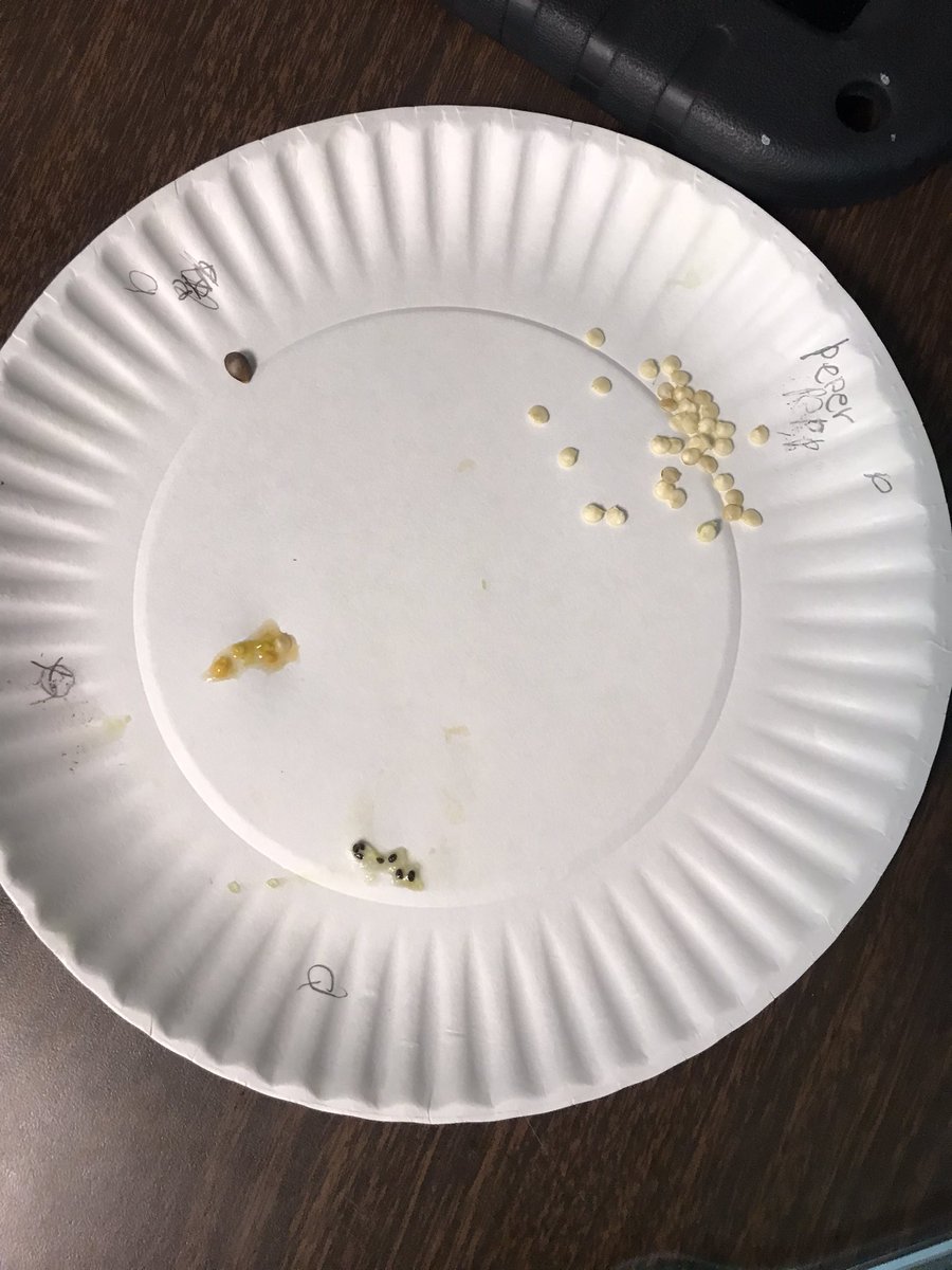 teacher_webster's tweet photo. Students comparing characteristics of different seeds. @JCPSKY @JCPSScience @JohnsontownRoad @JREJagPrincipal https://t.co/JDnop5cMBk