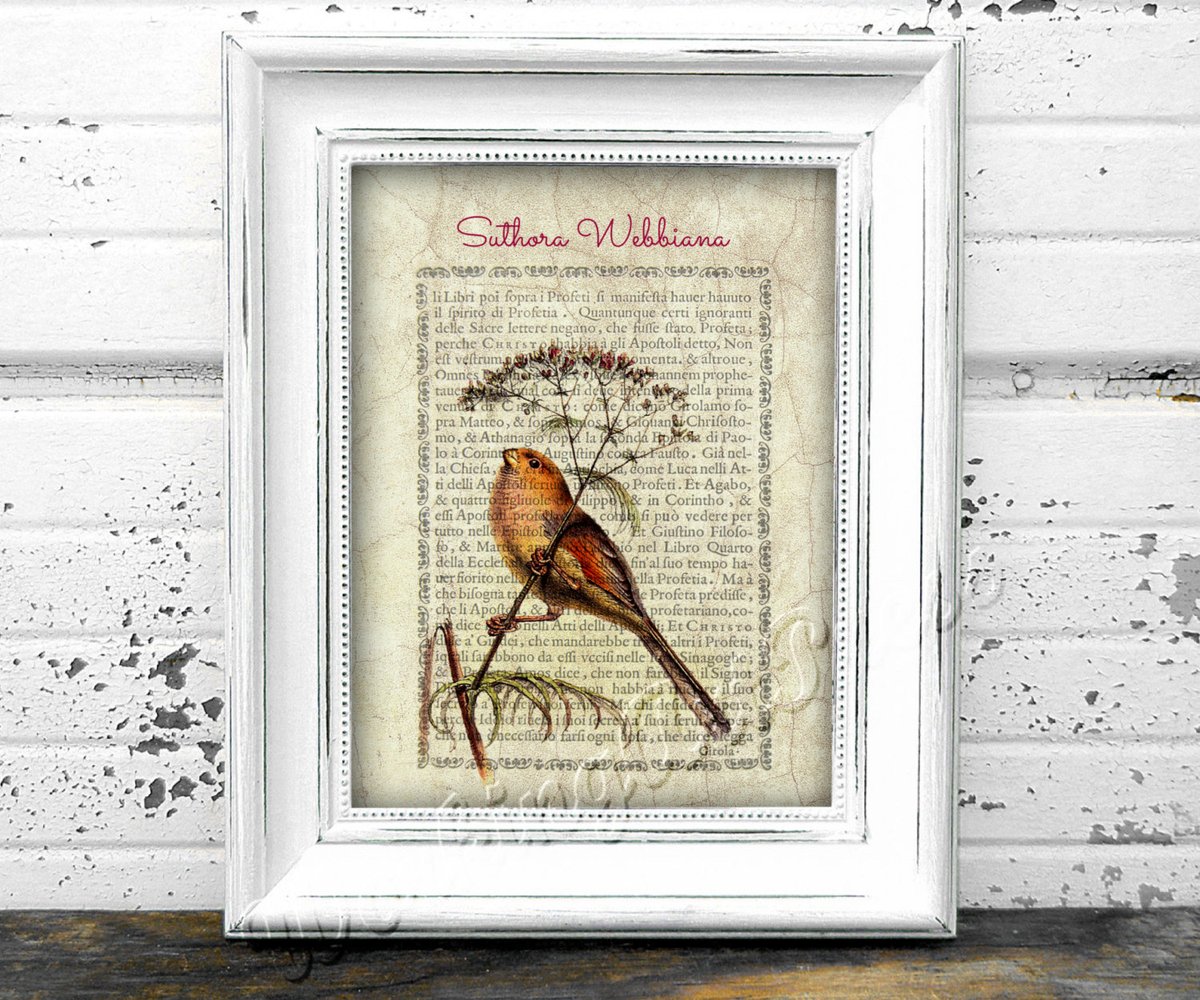 UpWorxGraphix's tweet photo. Printable bird lithograph print 13 X 10 ornithological poster SUTHORA WEBBIANA. Aves collection. Digital download https://t.co/YeCVZ4HlRG #Etsy #UpWorxGraphix #DigitalPrintable https://t.co/iIrSAC8Q8G
