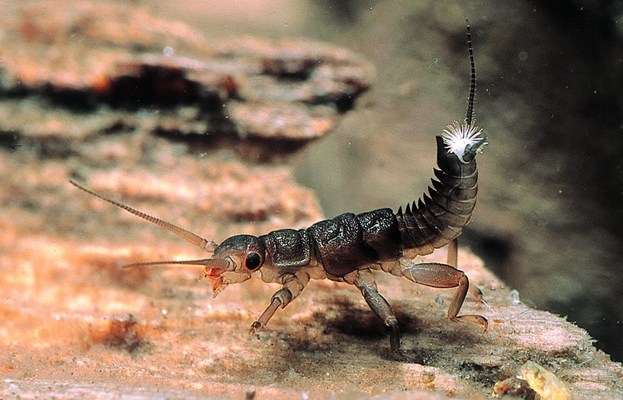 Waterbug Wednesday...who am I?

Use #thewaterbugapp to tell us who (family)?

#waterbugblitz #waterbug #aquatic #macroinvertebrates #taxonomy #citizenscience #riverhealth #catchmentsmatter #STEM #citizensciencemonth
