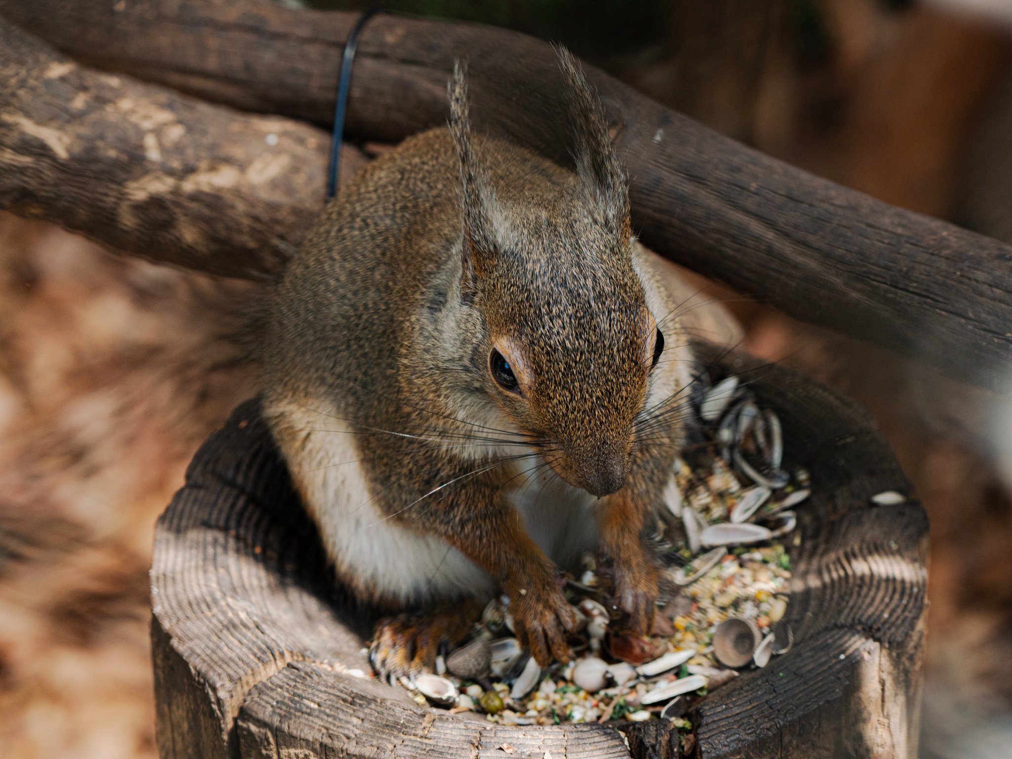 Art55 おはようのリス 大宮公園小動物園 彩の国のリス リス ニホンリス Squirrel