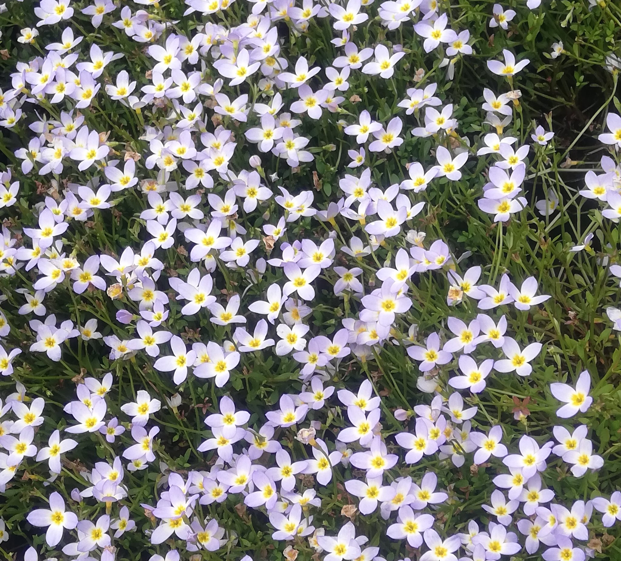 Lala En Twitter ゚ 寛大な愛 ゚ 花言葉 ヒナソウ 春の花 おはようございます Lala En Twitter ゚ 寛大な愛 ゚ 花言葉 ヒナソウ 春の花 おはようございます