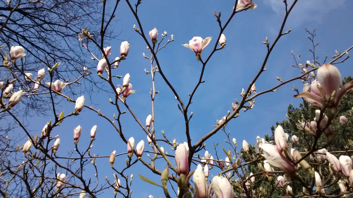 centralbaths's tweet photo. Total bliss to get back in the water at @WV_Active #centralbaths today! Lots of happy faces and banter. West Park magnolias looking happy too! Thanks @WolvesCouncil https://t.co/9ZsEIsBs1b
