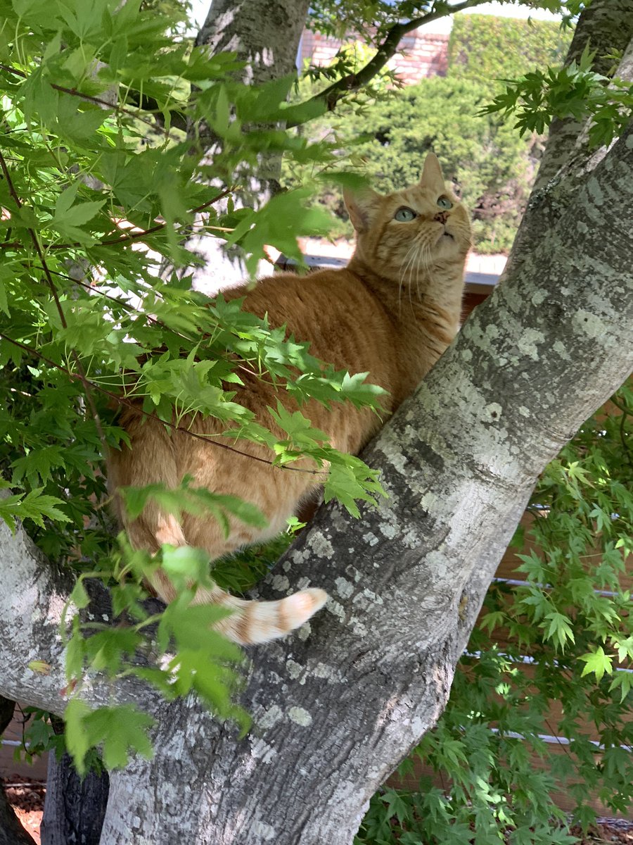 Stretching my paws on this fine spring day...and maybe hunting for an not expecting bird or squirrel. #CatsOfTwitter #spring #cats <a href="/BaseballGuys/">BaseballGuys</a>