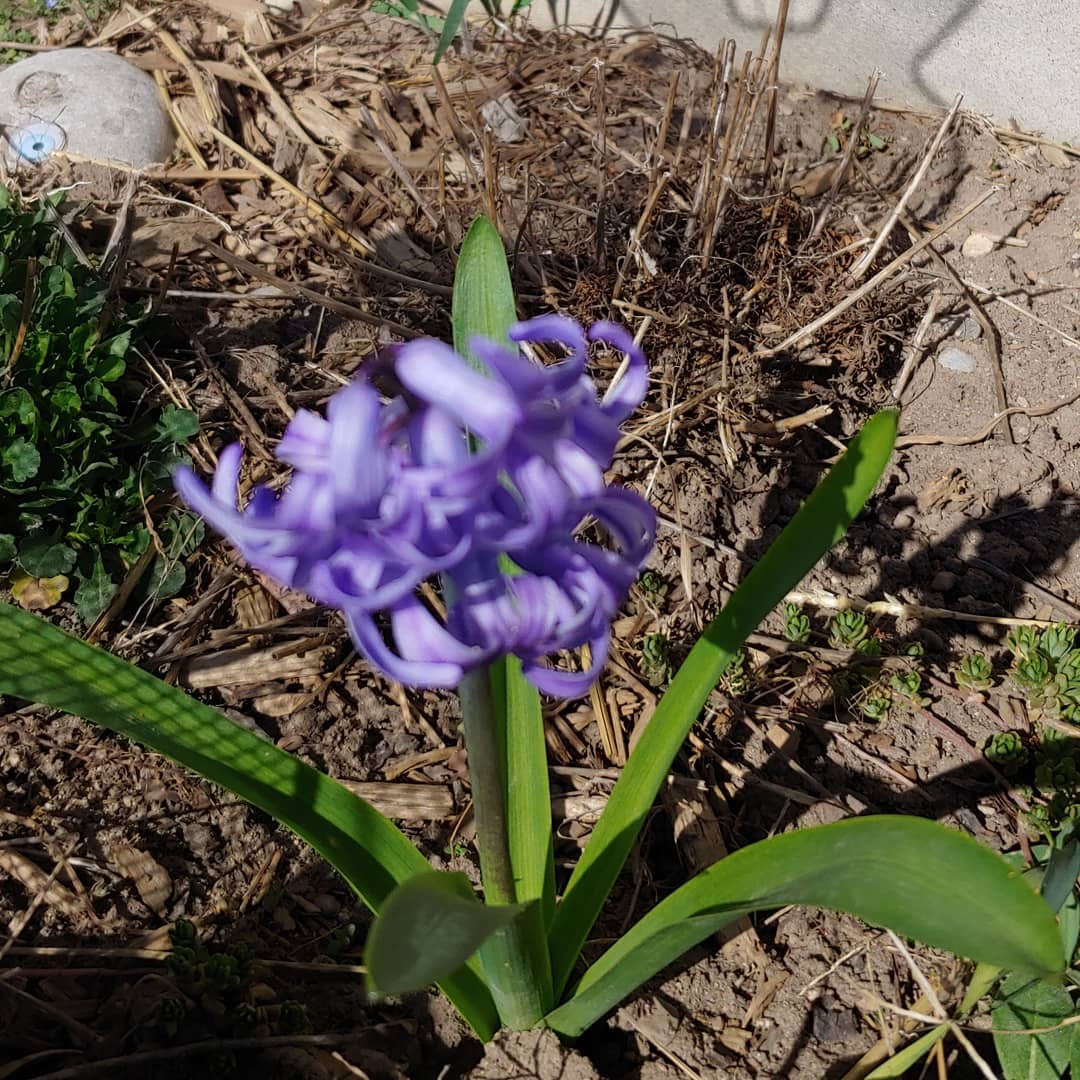 ThatBronaghOne's tweet photo. I visited some of my favourite places on the run lately: Violet's wall and my house! #homesweethome #runldnont #springflowers #getoutside #ldnont #keepmoving #shutdownstories #running #essentialexercise #justdoit https://t.co/vQngH919Sk