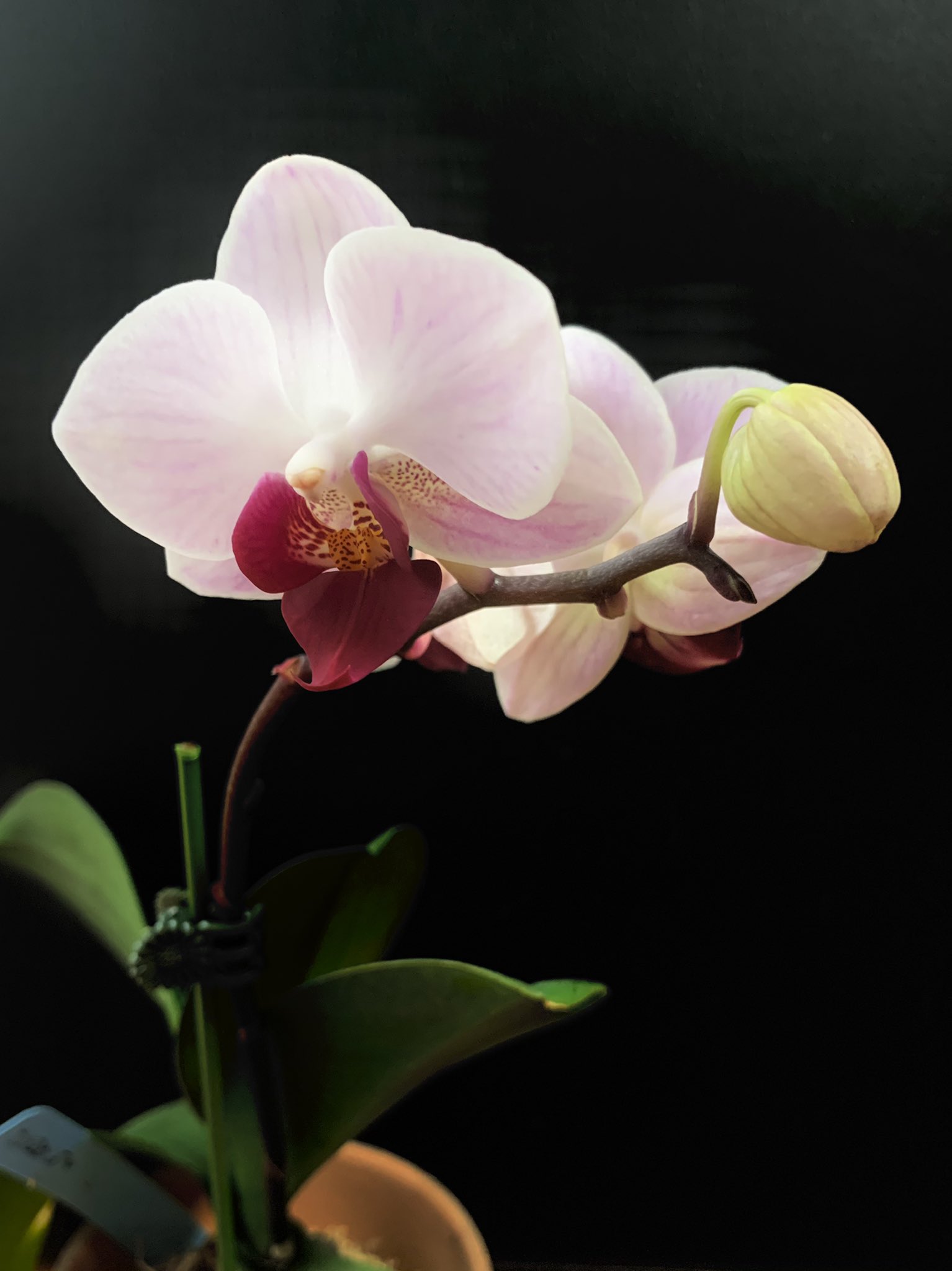 May S Orchids 葉っぱがシワシワ クタクタの状態でお迎えした鉢 1年後 下の古い古い葉が1枚枯れ 新葉は3枚も出て よく頑張って咲いてくれました 花は5輪 咲いても花持ちが悪くすぐ枯れるので まだダメージが残ってるのか 記録としてアップ 次