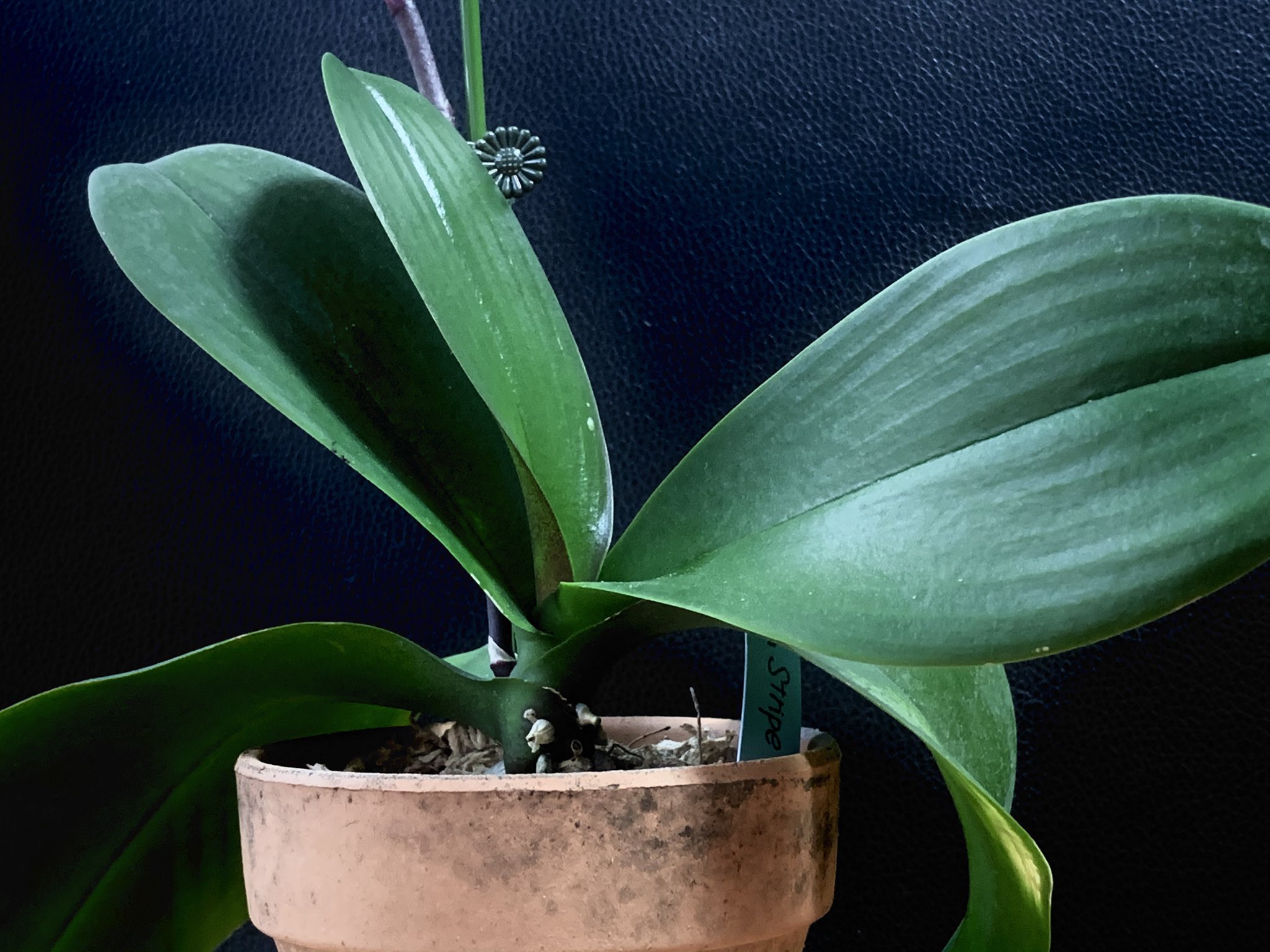 May S Orchids Orchids S Twitter