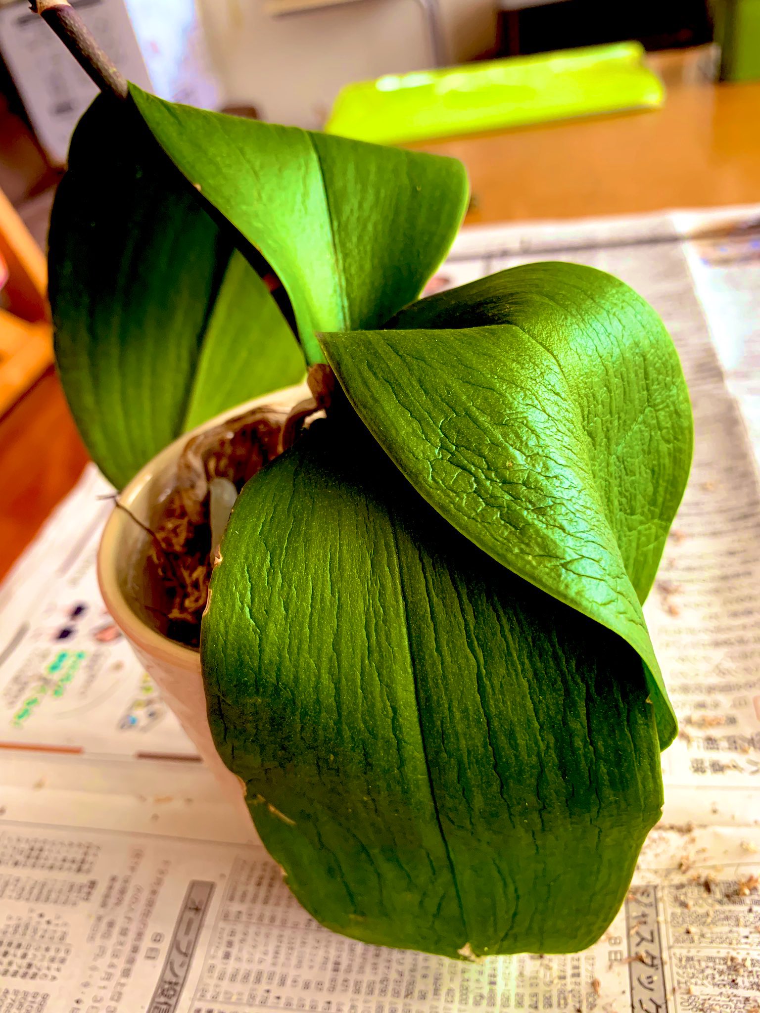 May S Orchids Orchids S Twitter