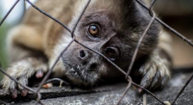 NDSUSMINOR's tweet photo. Guest speaker alert! Dr. Roe, Principal Researcher at the International Institute for Environment will speak about her research on the international illegal wildlife trade and insights into community engagement on April 15th from 11:00am-12:00pm on zoom. https://t.co/trS5HeaQPR