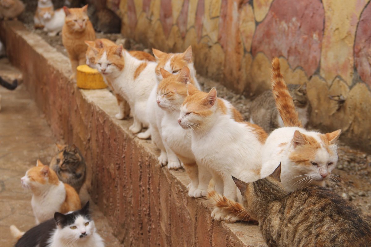 Photo album for shelters / Sora /
  Feed hundreds of cats and dogs, and cure any diseases.  And hygiene every day and sleep safely, please donate so that we always carry on with our tasks
Paypal donation link🙏💚🐈‍🐕❤
paypal.com/cgi-bin/webscr…