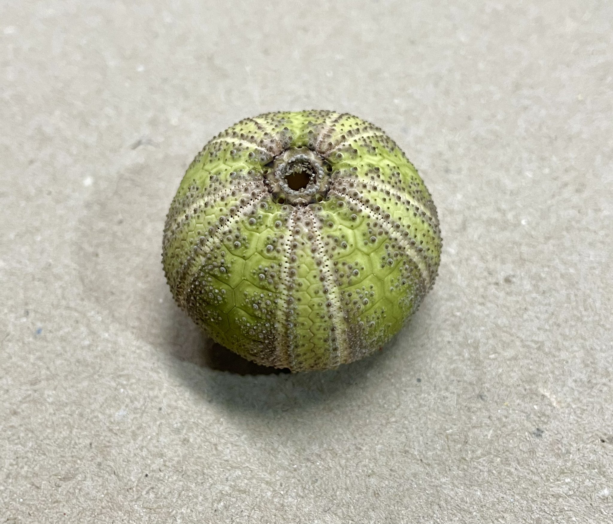 Microcyphus olivaceus ウニ 殻 （ケマリウニ 緑 ウニ 殻 - その他）
