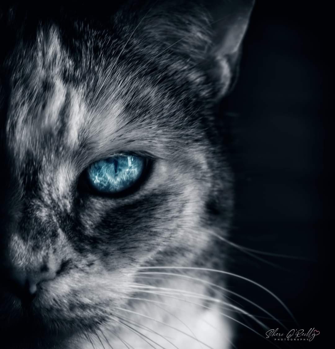 Steely stare
#WexMondays #bnwmood #spotcolour #catseye #CatsOfTwitter