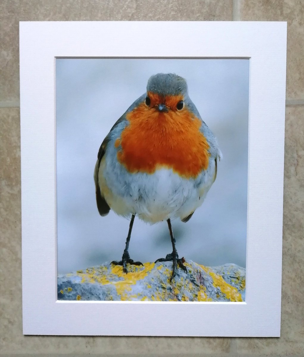 'Grumpy Robin on a rock' - 10x8 mounted print.  You can buy it here; https://www.carlbovis.com/product-page/grumpy-robin-on-a-rock-10x8-mounted-print 
