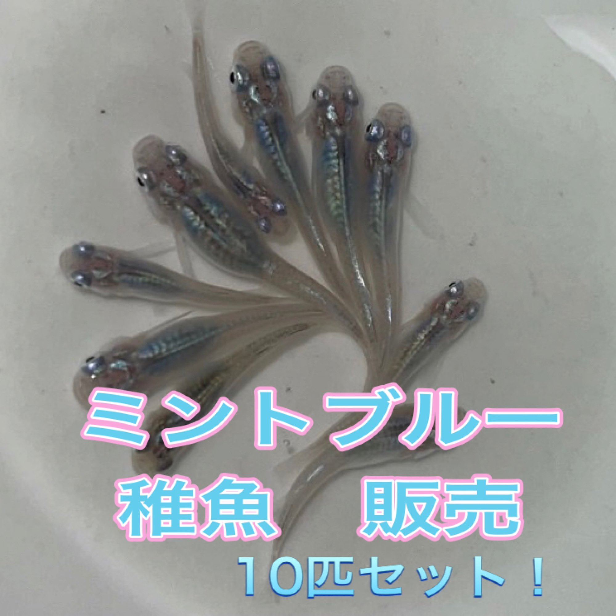 直めだか Sur Twitter ミントブルー 稚魚 無選別10匹 送料込2300円 なります Dmにてお問い合わせ お待ちしております