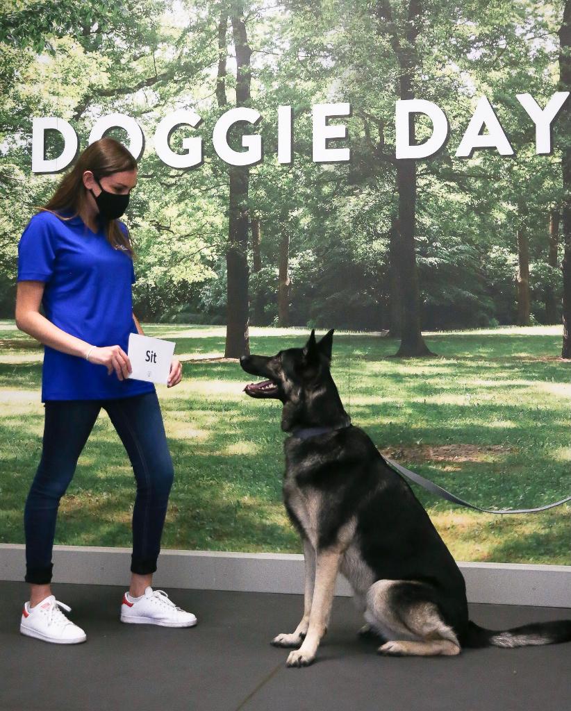 PetSmart's tweet photo. Reading is power. π‘ Sign up for our new #PetSmartTraining class, Brain Games, to enhance your dogβs mental prowess! https://t.co/WPkchTvhN6 https://t.co/3Ic2XLc2PH
