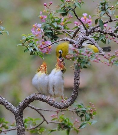 R_Ahmed32's tweet photo. ❤️❤️
#bird #birds #birdphotography https://t.co/WauFs9nfEj