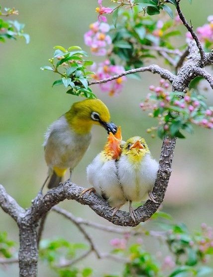 R_Ahmed32's tweet photo. ❤️❤️
#bird #birds #birdphotography https://t.co/WauFs9nfEj